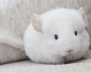 龙猫是什么