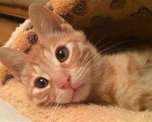猫的尾巴有什么作用？猫咪尾巴作用