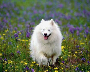 给狗狗吃剩饭菜有什么影响