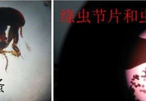 跳蚤的危害及防治