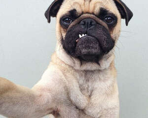 爱犬的清洁与美容