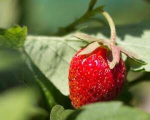 草莓的繁殖方式