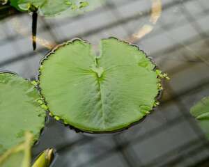 花店买的睡莲怎么养