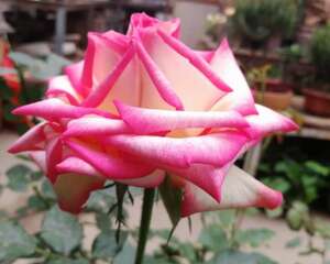 月季叶子发红怎么办