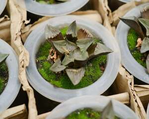 多肉植物寿怎么养