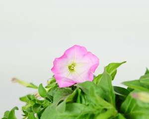 家庭养矮牵牛如何过冬