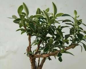 张大爷把花拽一拽，1个月长出人参根，邻居给1万块都不卖！