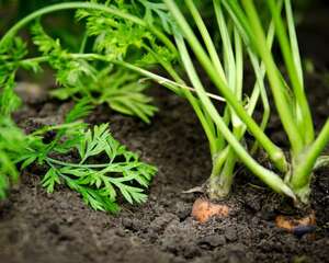 怎么DIY胡萝卜盆栽