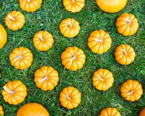 南瓜皮可以吃吗，怎么吃