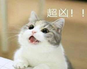 夏天猫咪食欲下降是正常的吗？