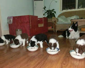 狗狗嘴巴臭是怎么回事