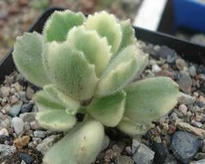 熊童子白锦的养护经验