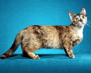 曼切堪猫的喂食要求