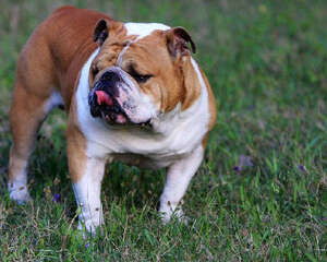 英国斗牛犬的喂养要点