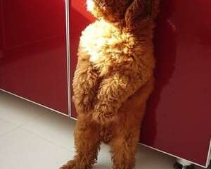 关于小型犬的腰椎问题