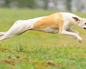 为什么养惠比特的人少？惠比特犬怎么养？