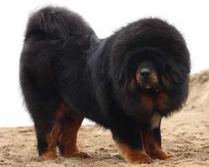 藏獒的历史发展与品性