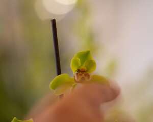 兰花不开花是什么原因