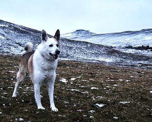 如何提高狗狗的自信