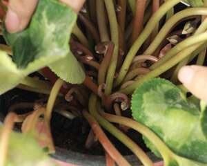 仙客来多久浇一次水