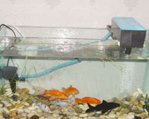 水族箱过滤器必备条件