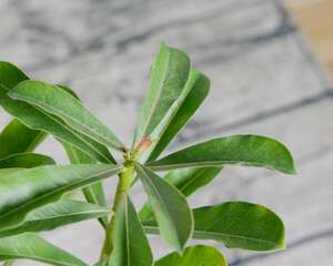 沙漠玫瑰的花语和传说