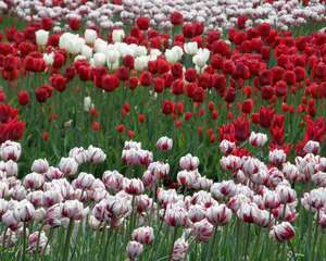 水培的郁金香开花后怎么办