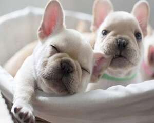 法斗犬严重掉毛要怎么解决？