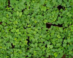 含羞草的养护要点