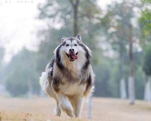 阿拉斯加半岁了一天要喂几次才好?