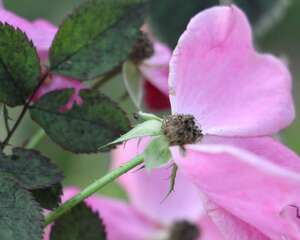 月季花的换盆方法