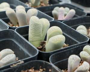 生石花品种大全