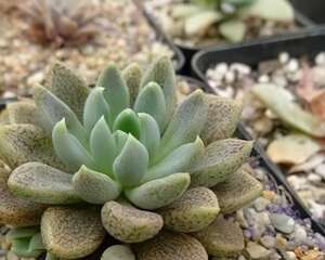 立田凤(Sinocrassula densirosulata)养殖心得