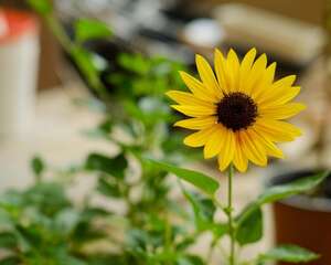 向日葵是什么季节，向日葵怎么种植