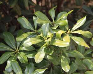 海桐的病虫害防治