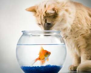 让猫咪安全吃鱼的三个妙招