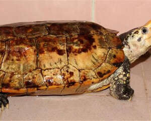 苏拉威西白头龟