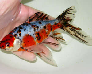 五花长尾草金鱼