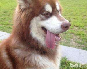 哪些狗狗是需要补钙的?怎么帮助狗狗补钙?