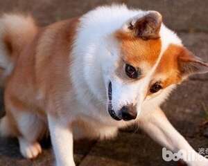 冰岛唯一的本土犬种——冰岛牧羊犬