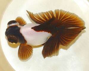 蝶尾金鱼的饲养大全