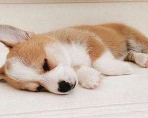 柯基犬如果缺钙会有什么严重的后果？