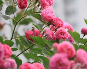 蔷薇简易插花的制作和欣赏