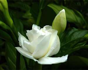 狗牙花