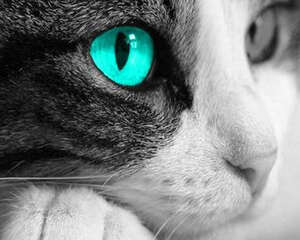 猫为什么爱吃老鼠