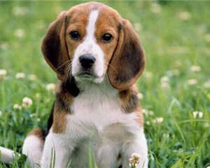 比格犬的养护知识