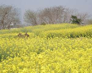 中国著名油菜花赏花地点