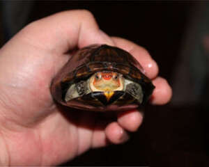 红面泥龟