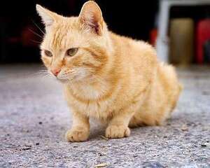 怎样给虎斑猫剪指甲