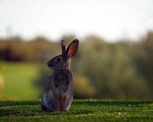 野兔的饲养要点